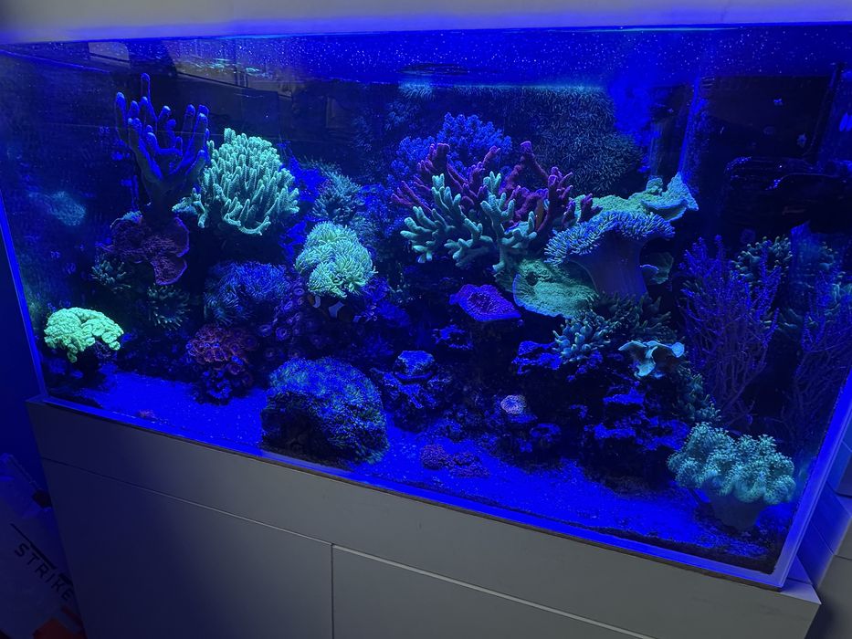 Akwarium morskie 105 l