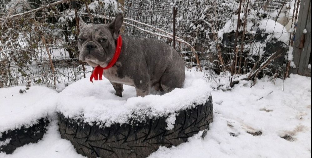 Французский бульдог.