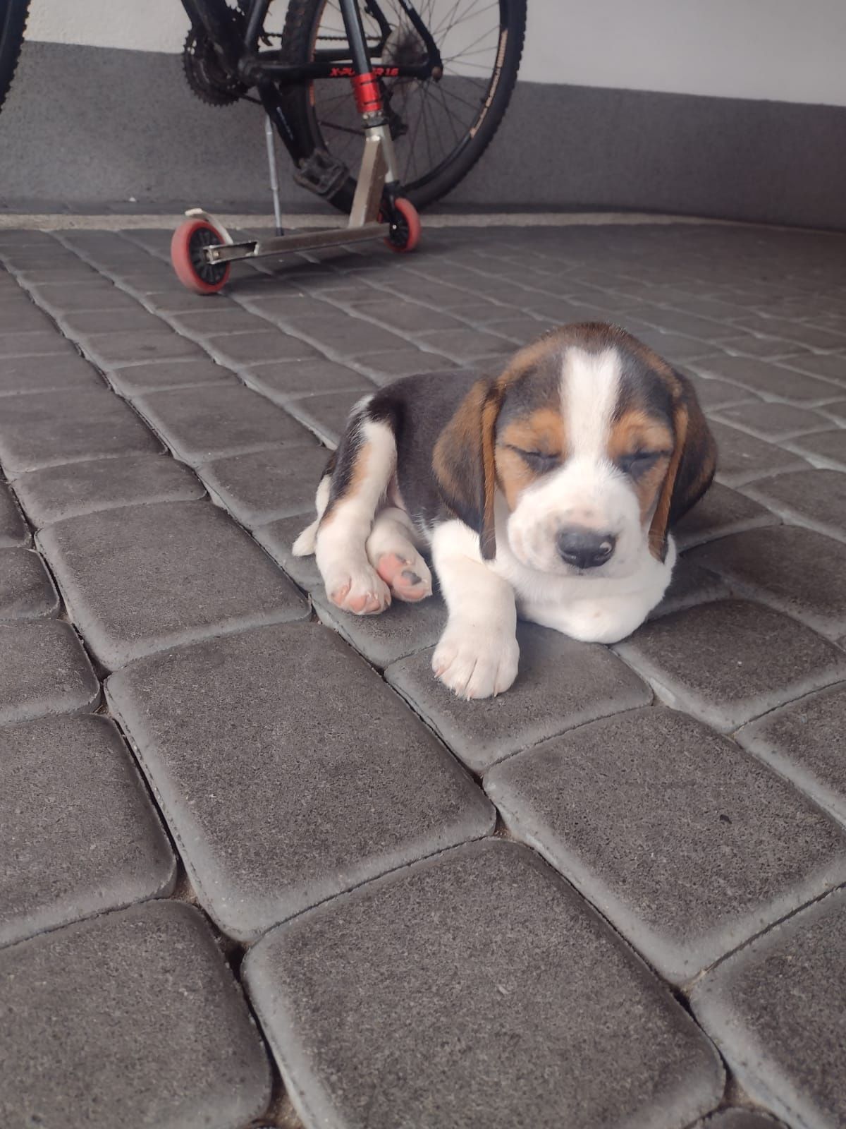 Cudowny szczeniak Beagle tricolor