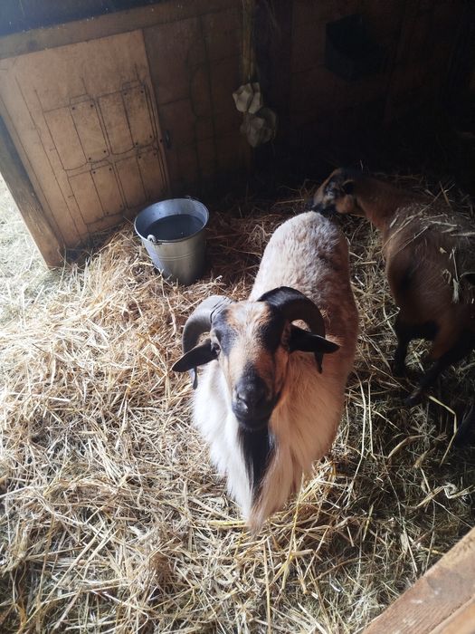 Baran kameruski sprzedam lub zamienię