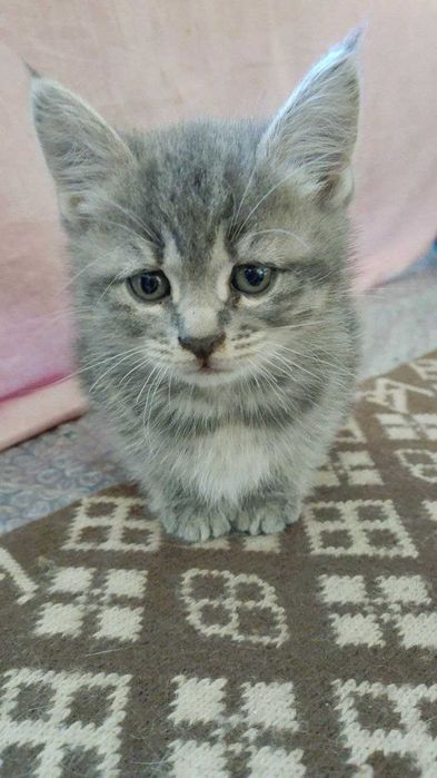 Отдам котят в добрые руки