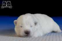 Szczenię Samoyed ZKWP FCI