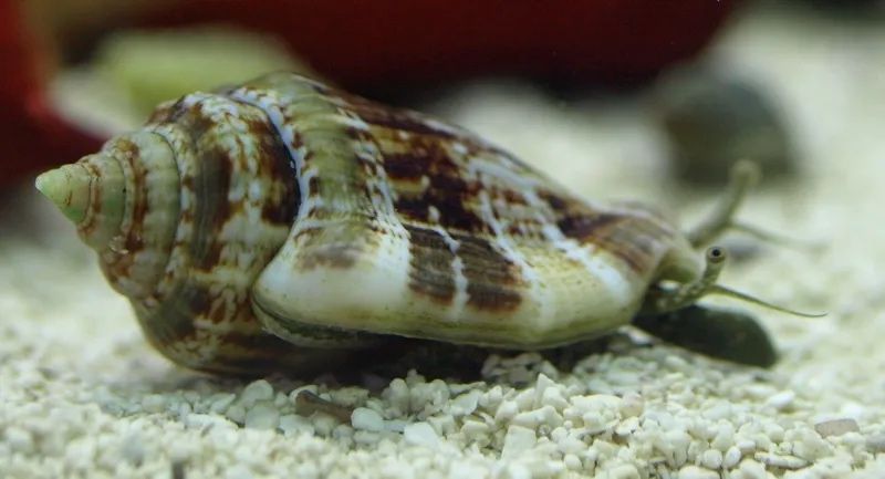 Улитка в морской аквариум Babylonia чистильщик Strombus Tectus