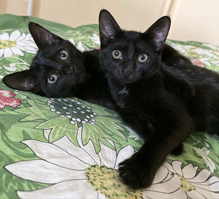 Котята дівчинки чорни