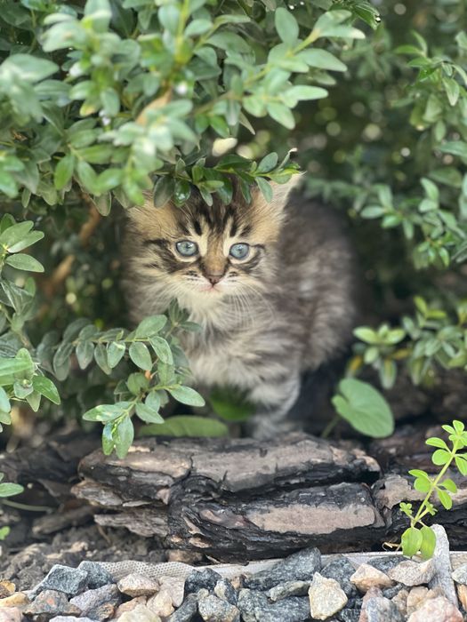 Дуже терміново Кошеня кішечка кішка котенок кошечка