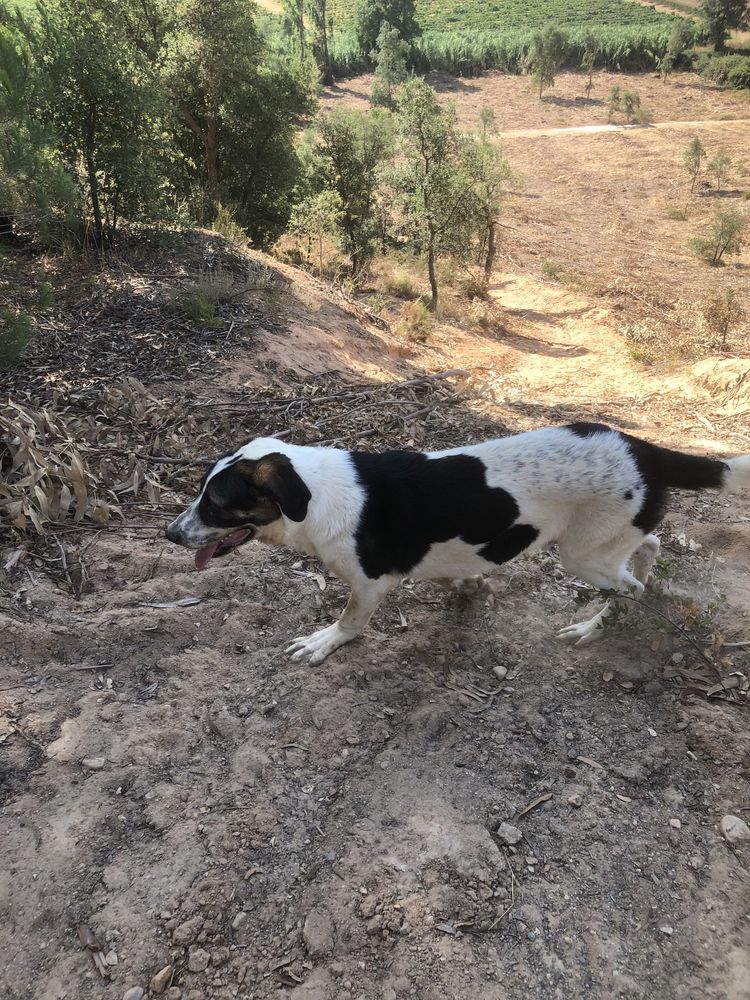 Dá-se Cão de Gado Transmontano