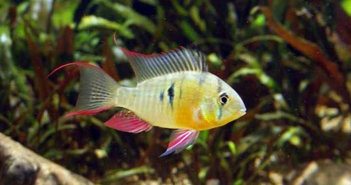 Pielęgniczka Boliwijska