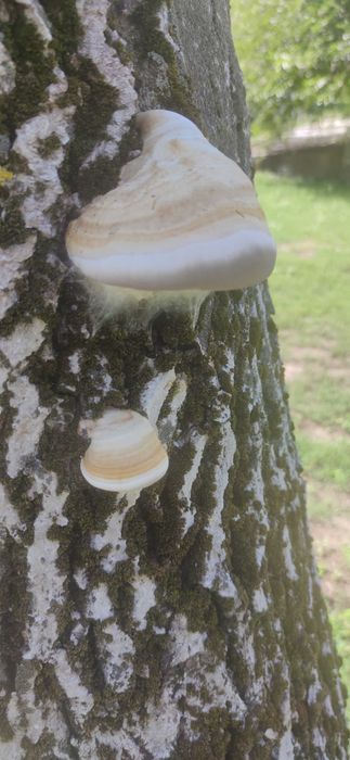 Трутовик гриб на грецькому горіхі