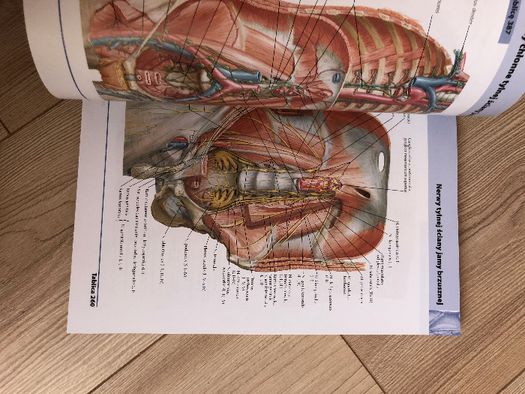 Atlas Anatomii Człowieka F. H. Netter