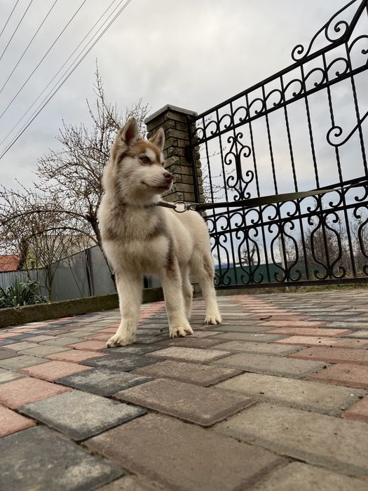 Хаски рижики