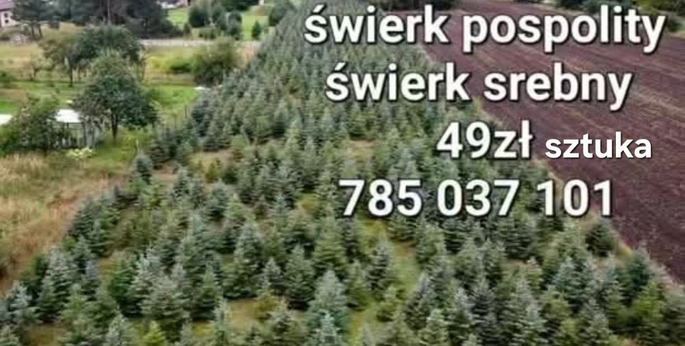 Choinka świerk pospolity I srebny 49zł