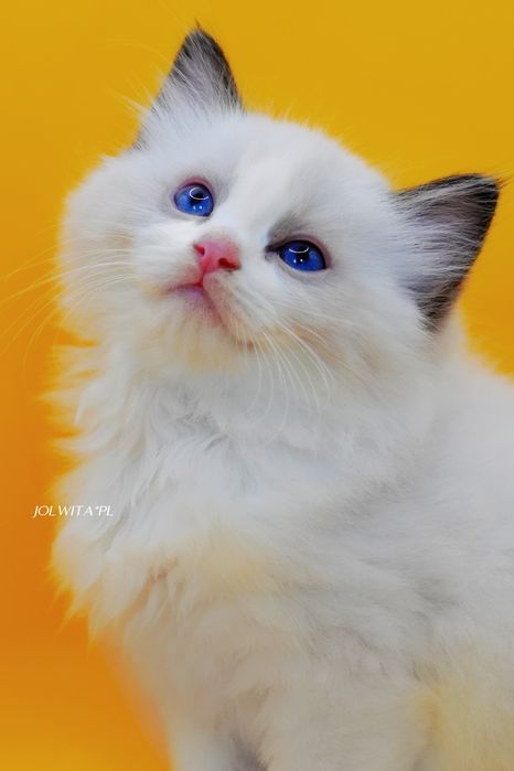 Kocurek ragdoll do rezerwacji