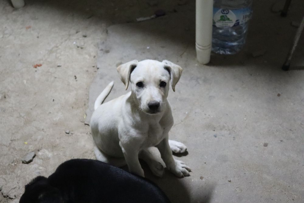 Dá-se cão para adopção responsável