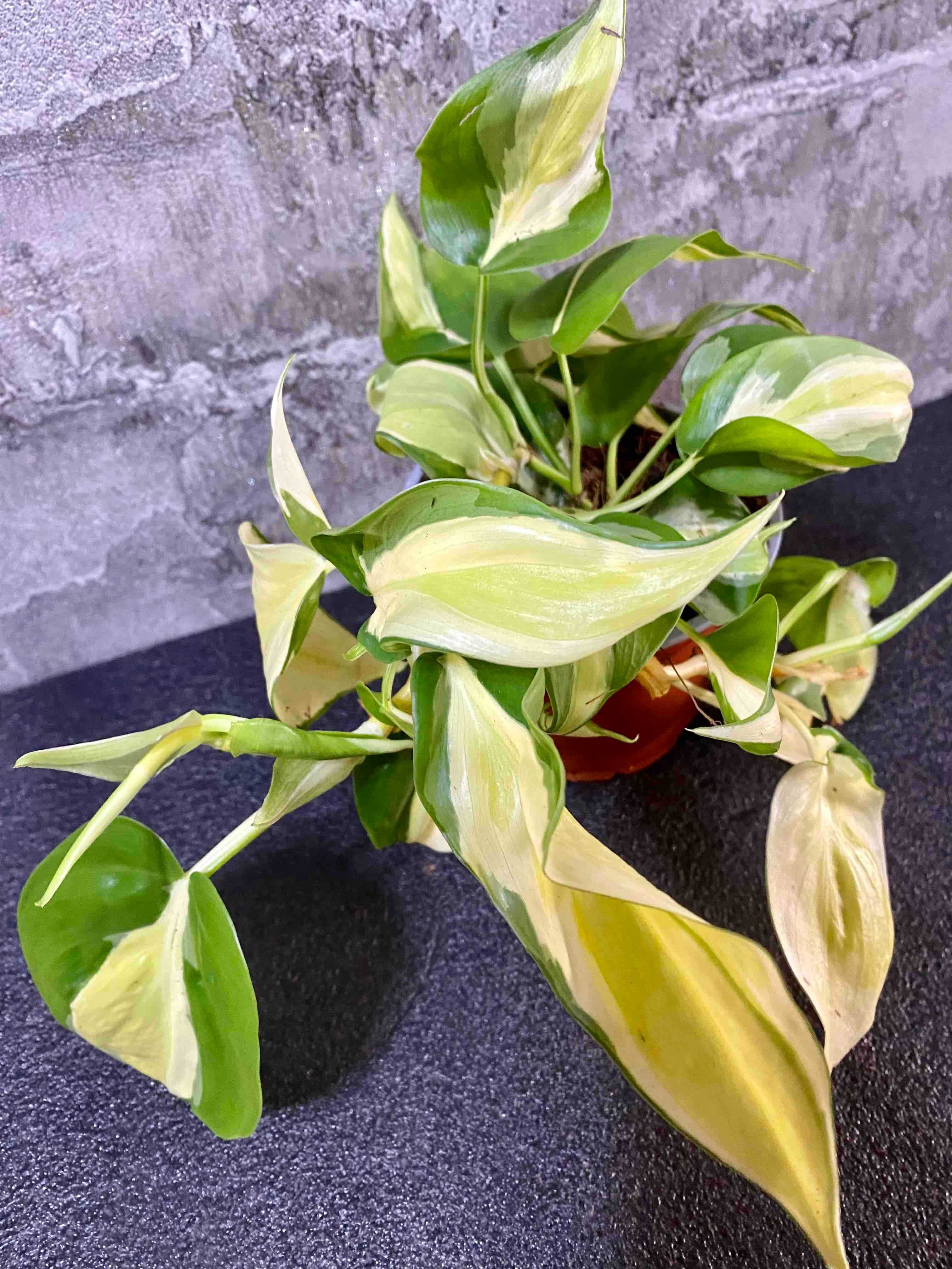 Philodendron Scand. Rio