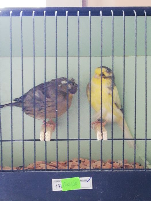 Kanarki Gloster para