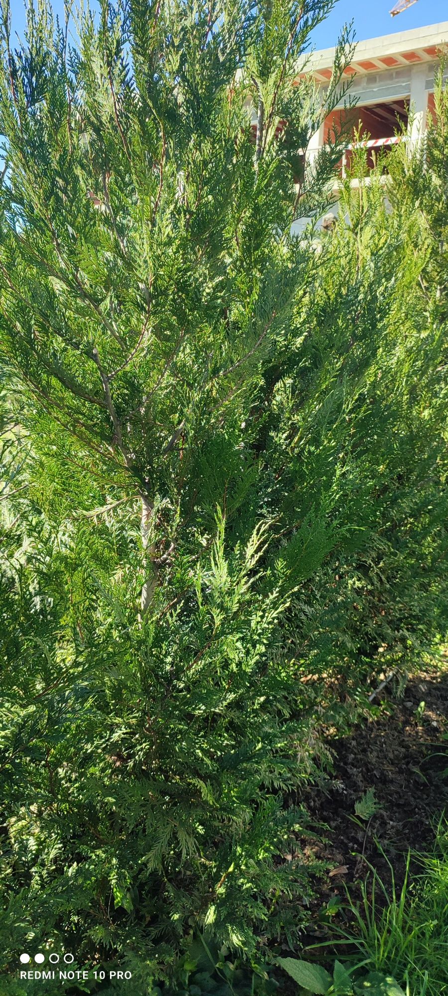 Plantas variadas