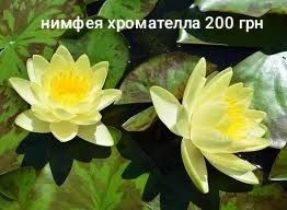 Продам  нимфеи,  кувшинки  разных сортов