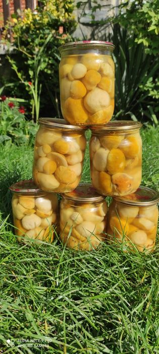 Гриби білі сушені ,мариновані,свіжі