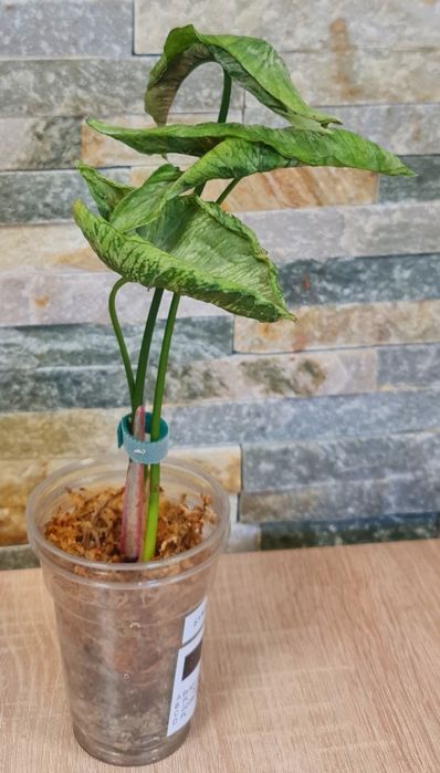 Syngonium Pink Rolli ,3 liście,WYPRZEDAŻ