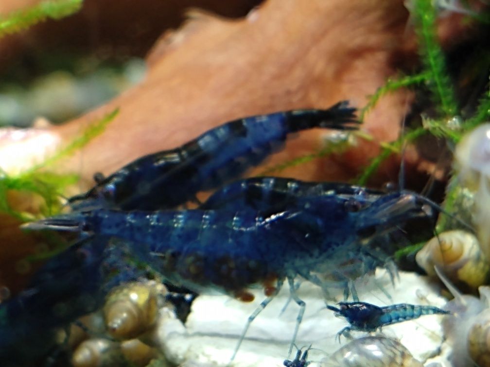 Krewetki/niebieska krewetka/Neocaridina Blue Velvet/raki do akwarium