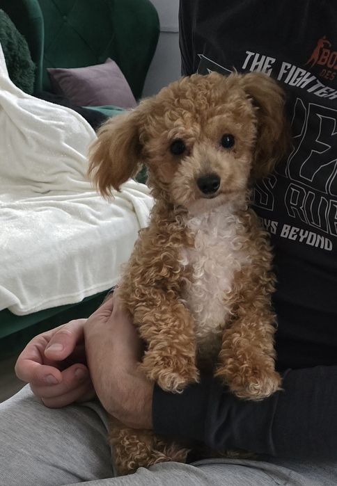 Bichpoo 10 miesięczny xxs chłopczyk cudo !!! Baby Face