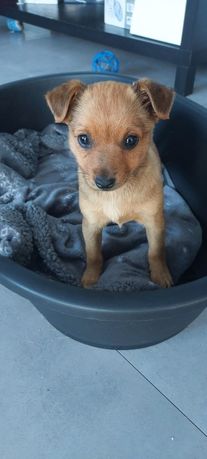 Malutka kruszynka Suzi do adopcji!