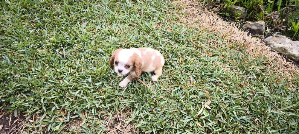 Cavalier king charles criado em ambiente familiar