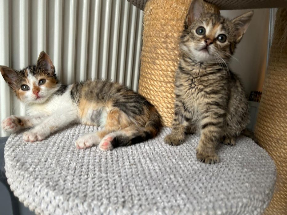 Dwie maleńkie koteczki bardzo potrzebują domu! Wyrzucone na budowie