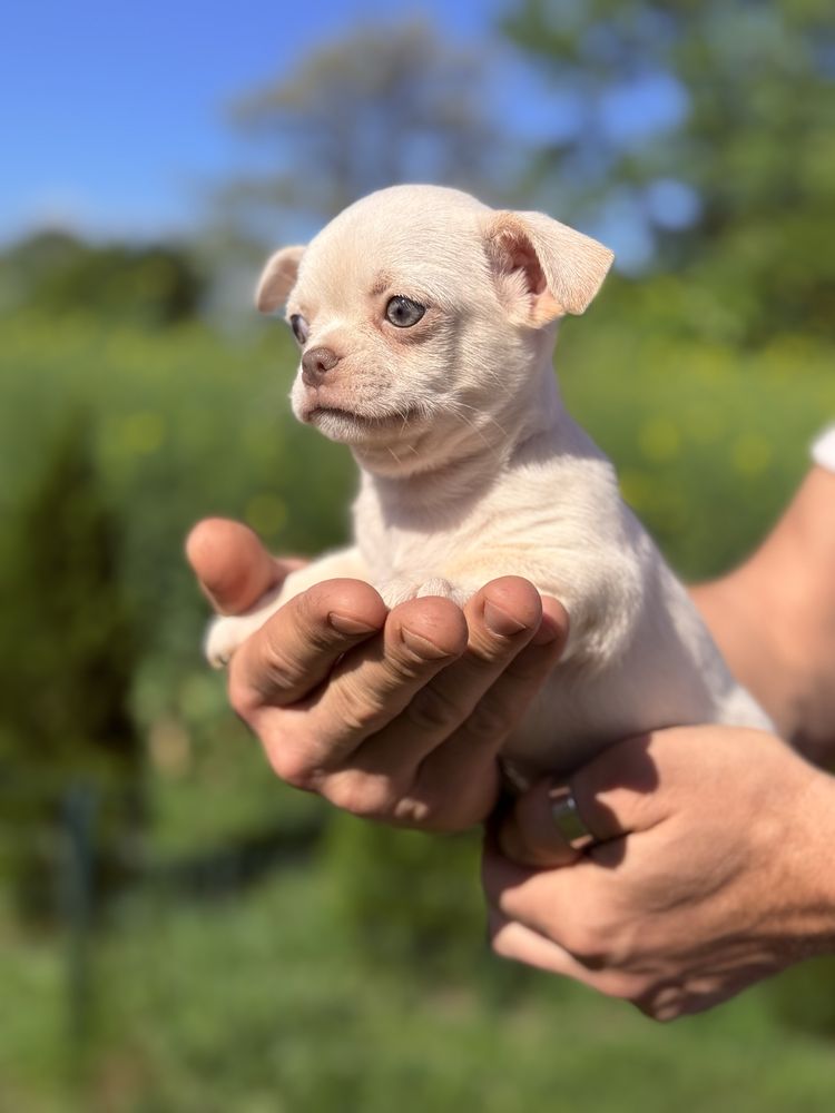 Chihuahua ALVIN bialo kremowy gotowy do odbioru