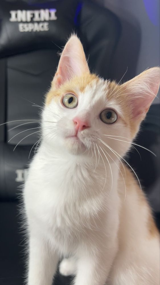 Котенок в добрые руки
