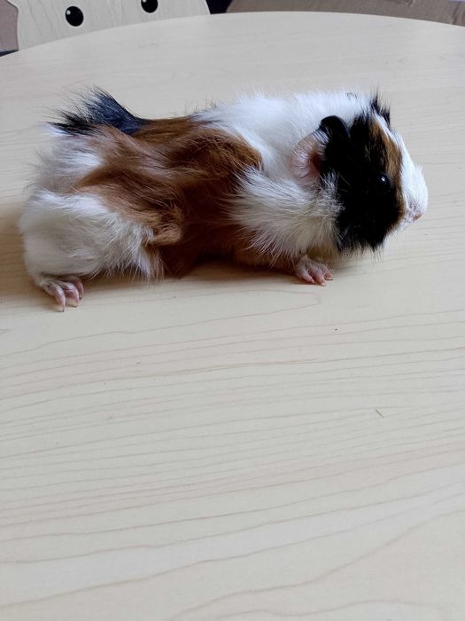 Świnki morskie samiczki i samczyki