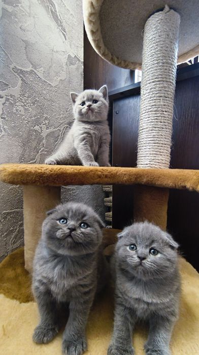 Продам британських котиків.