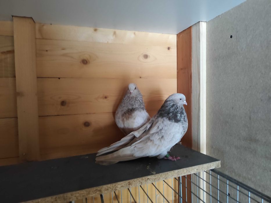 Gołębie mikołajewskie-kirowogradzkie, uk