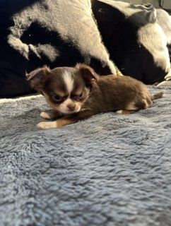 Sprzedam chihuahua