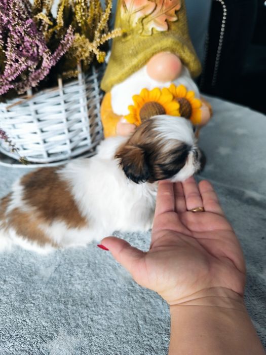 Piękna suczka shih tzu rodowód 4 pokoleniowy zhpr wyprawka chip umowa