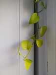 sadzonki epipremnum neon