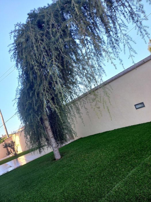 Cedro Atlanta pendula de jardim vai ser removida. devido obras