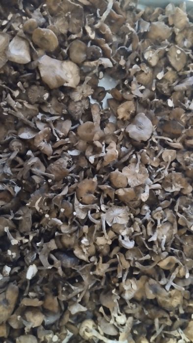 Сушені опеньки,опята