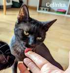 Celinka poleca się do adopcji !