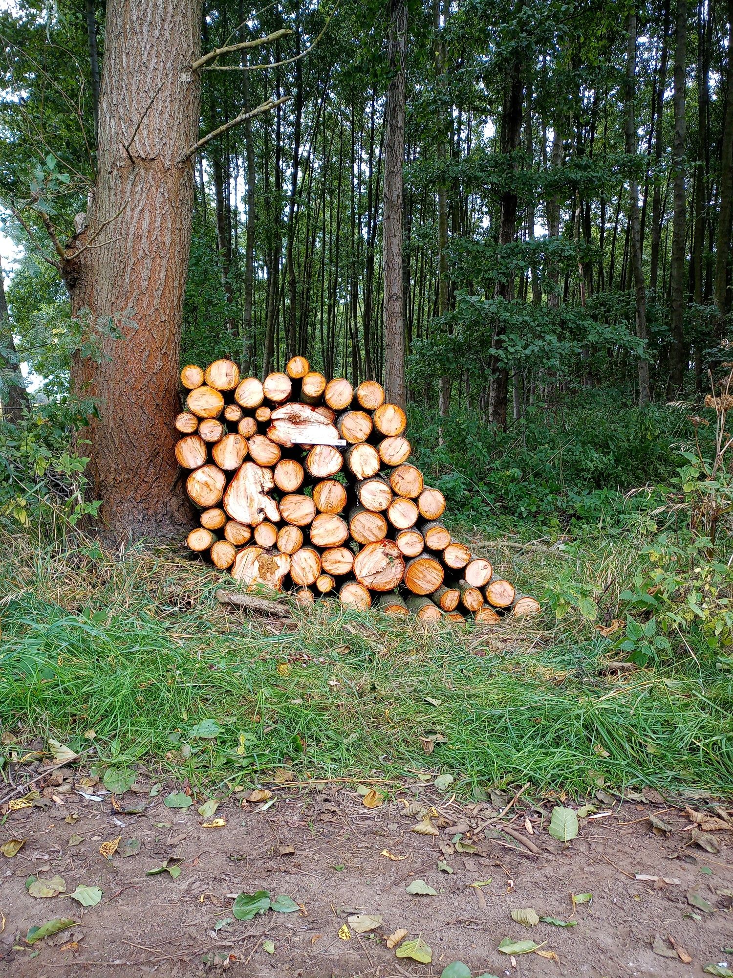 Drewno Opałowe/kominkowe,stemple,słupki do siatki leśnej