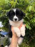 Piesek Border Collie FCI gotowy do zmiany domu