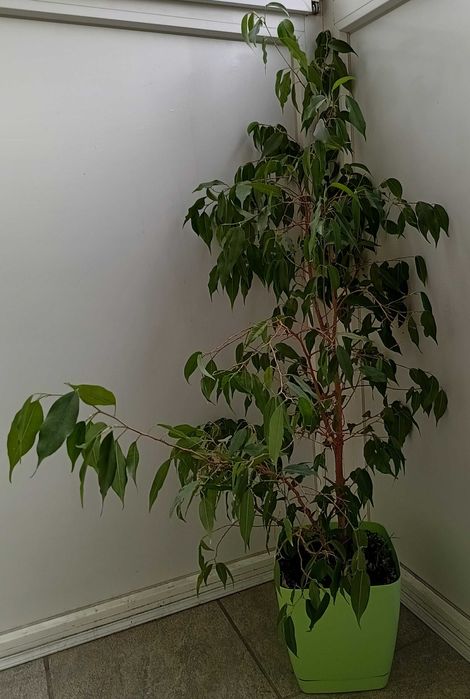 Фикус Бенджамина