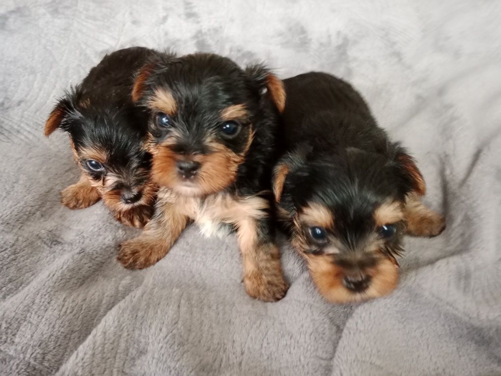 Yorkshire terrier