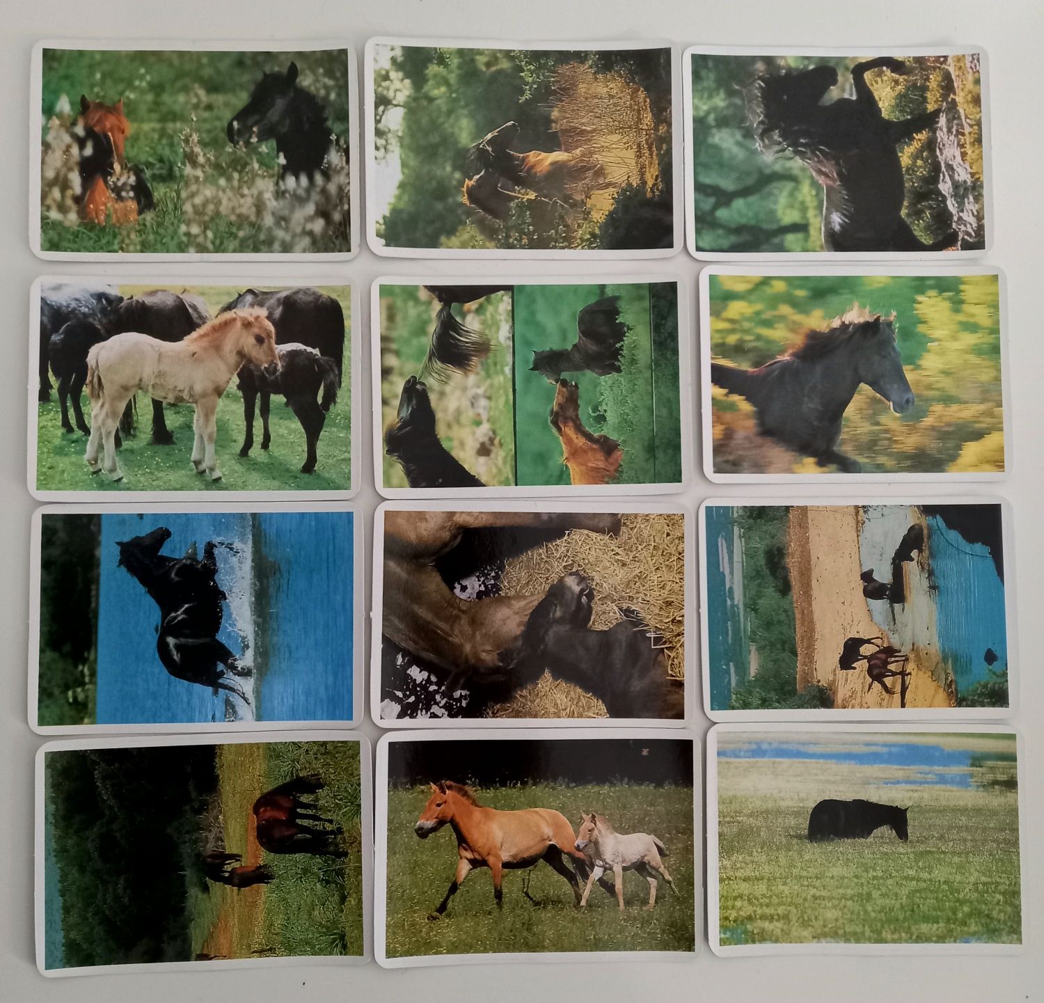 Coleção de 12 Calendários de bolso numerados com o tema "Cavalos"