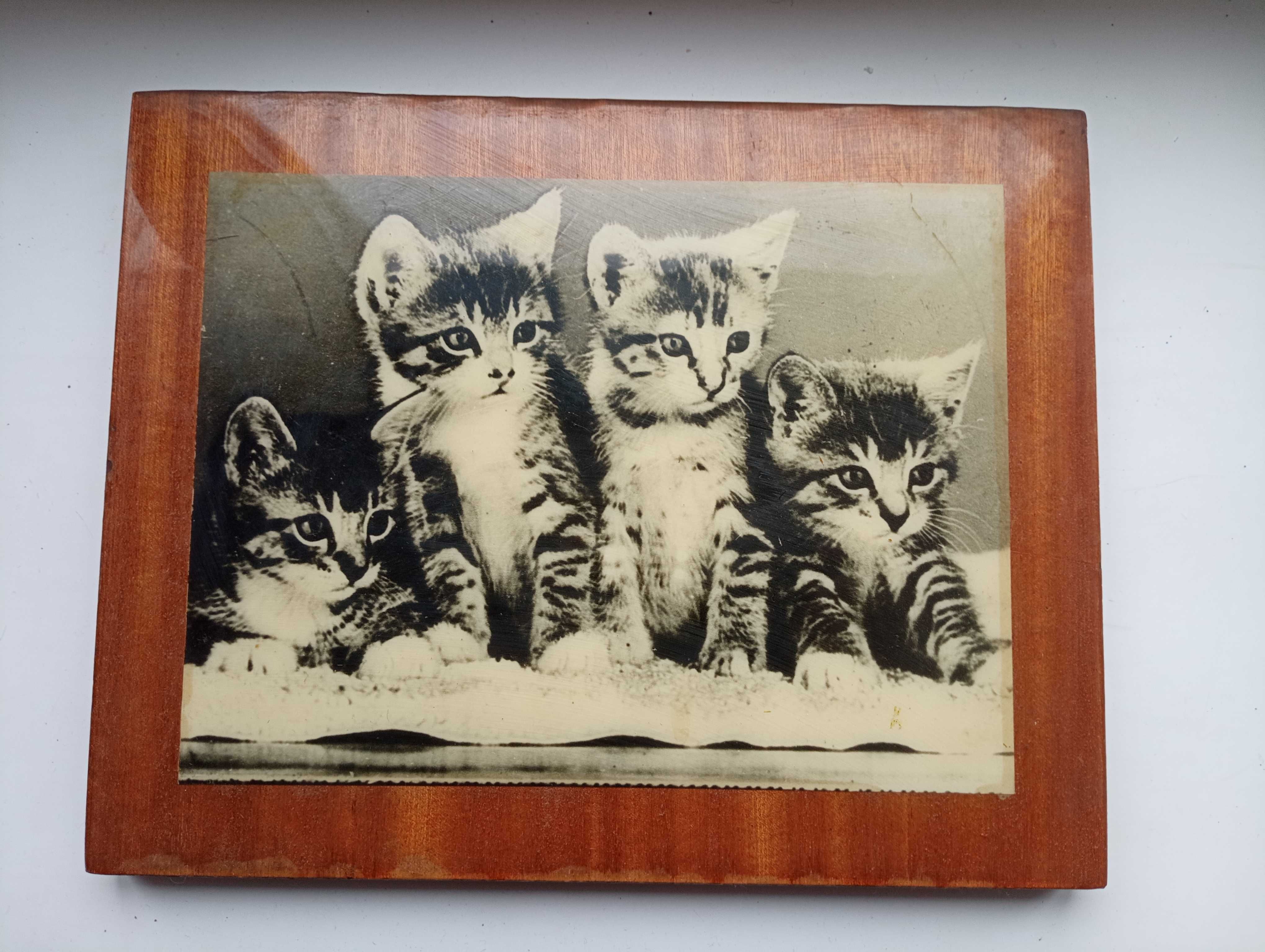 Картина - Три кота 29х23 см