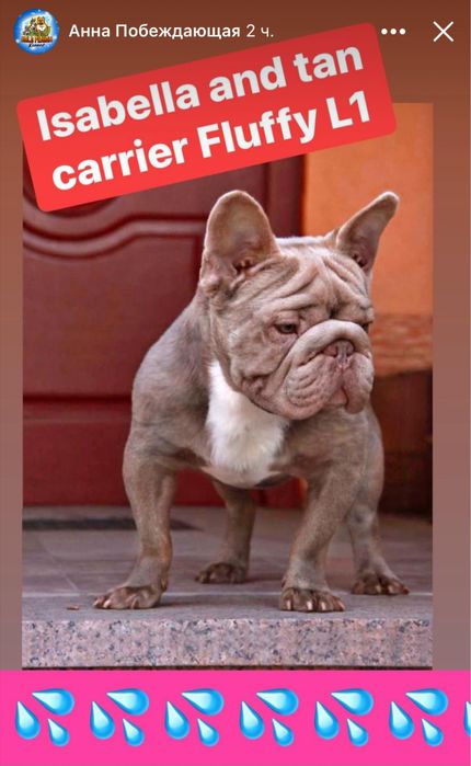 Вязка! Изабелла Биг Роп Флаффи носитель! Лояльные условия вязки и цена