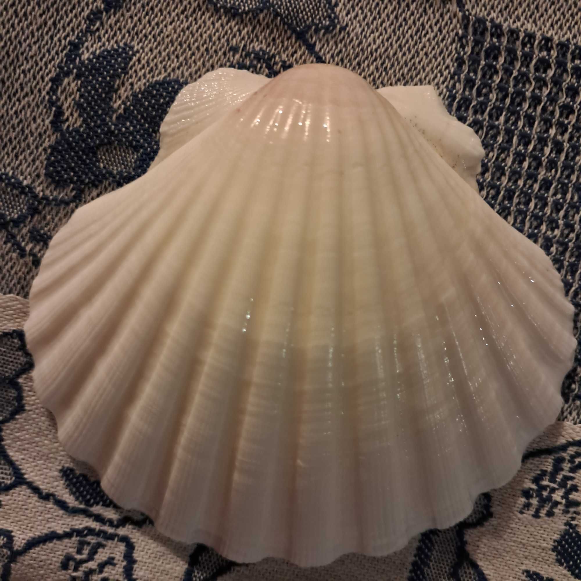 Conchas marinhas