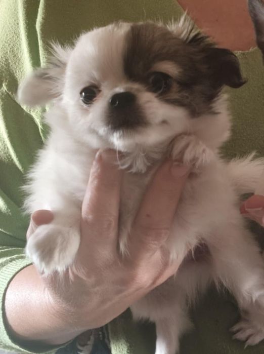 Chihuahua piesek super socjalizowany