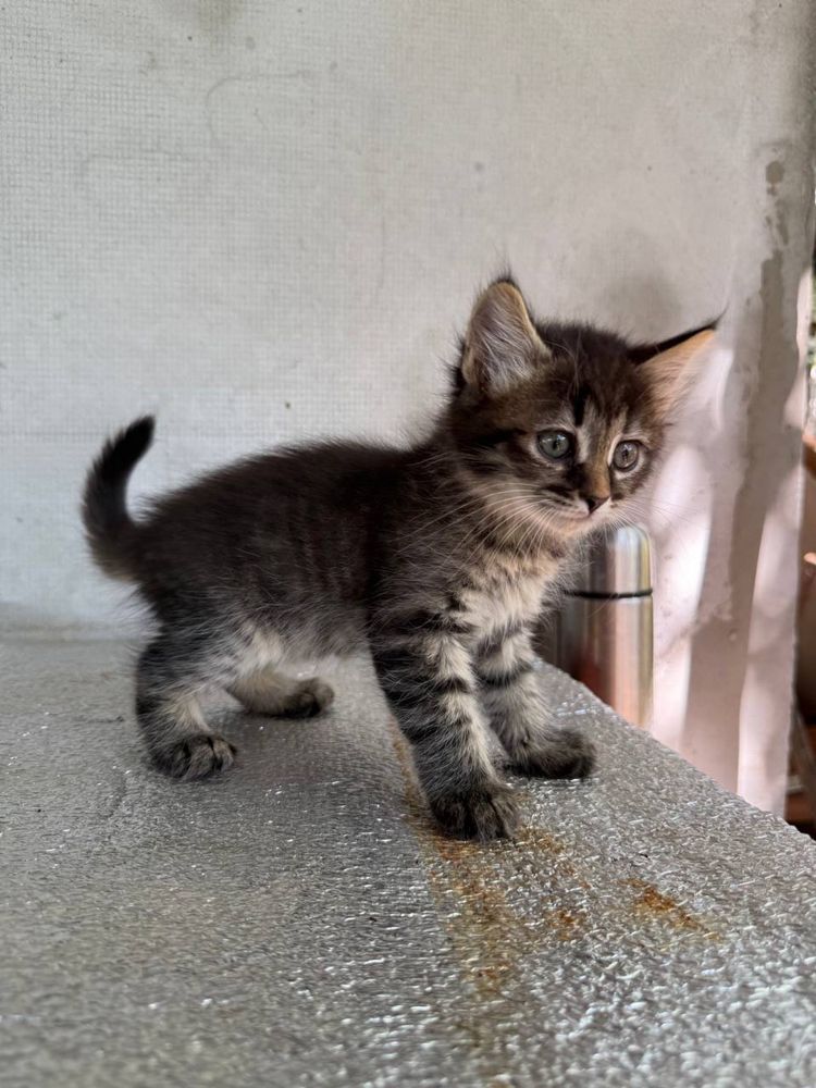 Кошенята шукають любячий дім