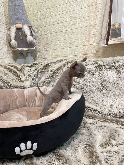 Лілова краля чихуахуа